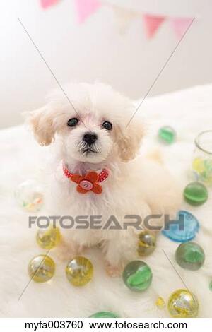 Toy Poodle View Large Photo Image Stock Image - Toy Poodle. Fotosearch