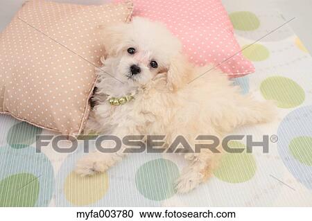 Toy Poodle View Large Photo Image Stock Image - Toy Poodle. Fotosearch