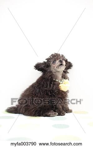 Toy Poodle View Large Photo Image Stock Image - Toy Poodle. Fotosearch