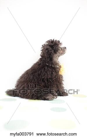 Toy Poodle View Large Photo Image Stock Image - Toy Poodle. Fotosearch
