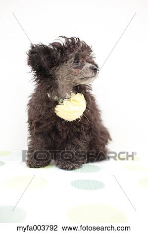 Toy Poodle View Large Photo Image Stock Image - Toy Poodle. Fotosearch