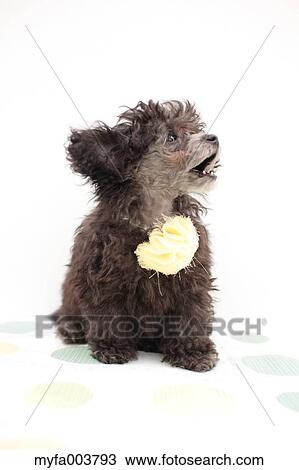 Toy Poodle View Large Photo Image Stock Image - Toy Poodle. Fotosearch