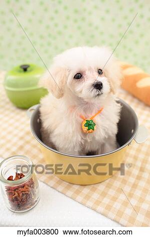 Toy Poodle View Large Photo Image Stock Image - Toy Poodle. Fotosearch