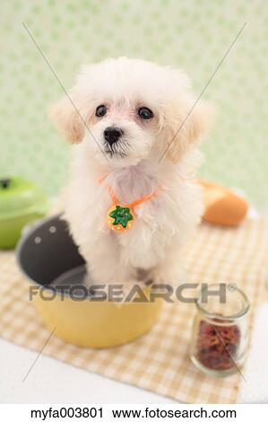 Toy Poodle View Large Photo Image Stock Image - Toy Poodle. Fotosearch