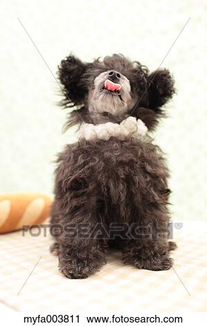 Toy Poodle View Large Photo Image Stock Image - Toy Poodle. Fotosearch