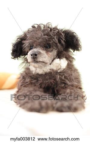 Toy Poodle View Large Photo Image Stock Image - Toy Poodle. Fotosearch