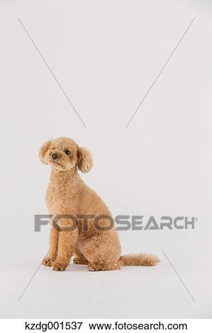 Toy poodle View Large Photo Image Stock Photo - Toy poodle. Fotosearch
