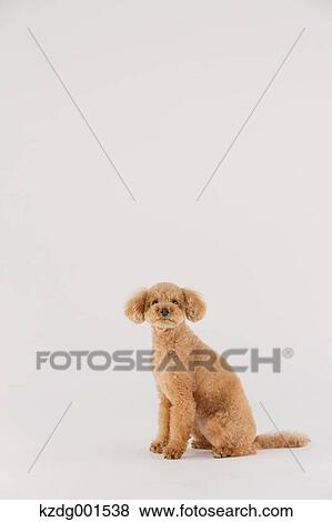 Toy poodle View Large Photo Image Stock Photo - Toy poodle. Fotosearch