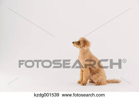 Toy poodle View Large Photo Image Stock Photo - Toy poodle. Fotosearch