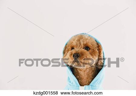 Stock Photo - Toy poodle. Fotosearch