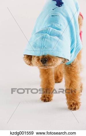 Stock Photo - Toy poodle. Fotosearch