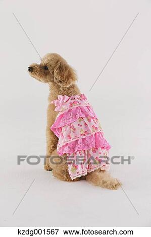 Toy poodle View Large Photo Image Stock Photo - Toy poodle. Fotosearch