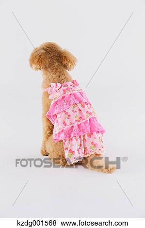 Stock Photo - Toy poodle. Fotosearch