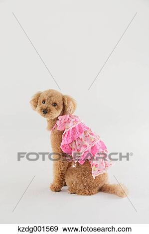Stock Photo - Toy poodle. Fotosearch
