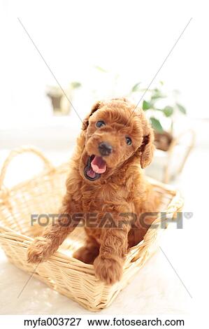 Toy Poodle View Large Photo Image Stock Photo - Toy Poodle. Fotosearch