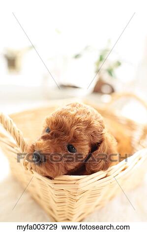 Toy Poodle View Large Photo Image Stock Photo - Toy Poodle. Fotosearch