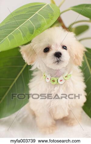 Toy Poodle View Large Photo Image Stock Photo - Toy Poodle. Fotosearch