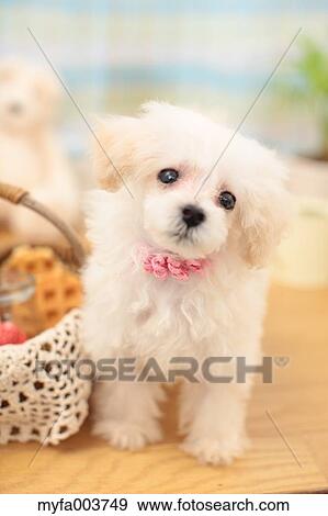 Stock Photo - Toy Poodle. Fotosearch