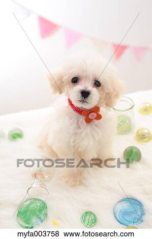 Stock Photo - Toy Poodle. Fotosearch