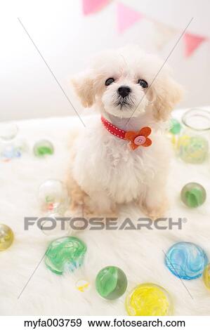 Stock Photo - Toy Poodle. Fotosearch