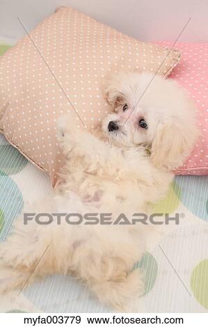 Stock Photo - Toy Poodle. Fotosearch
