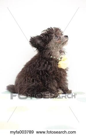 Toy Poodle View Large Photo Image Stock Photo - Toy Poodle. Fotosearch