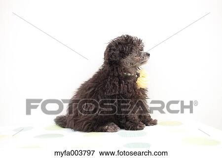 Toy Poodle View Large Photo Image Stock Photo - Toy Poodle. Fotosearch
