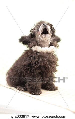 Toy Poodle View Large Photo Image Stock Photo - Toy Poodle. Fotosearch