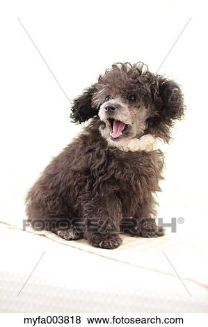 Toy Poodle View Large Photo Image Stock Photo - Toy Poodle. Fotosearch