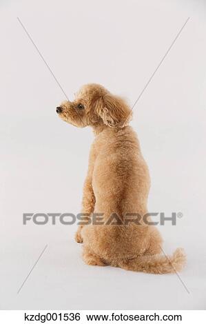 Toy poodle View Large Photo Image Stock Photograph - Toy poodle. Fotosearch