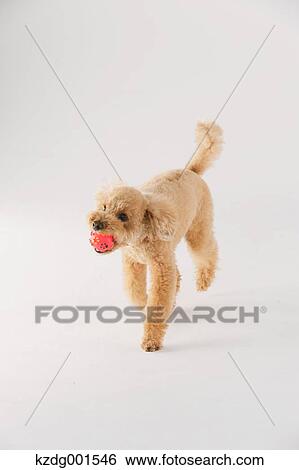 Stock Photograph - Toy poodle. Fotosearch