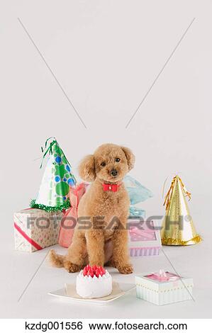 Stock Photograph - Toy poodle. Fotosearch