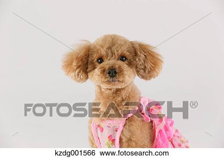 Toy poodle View Large Photo Image Stock Photograph - Toy poodle. Fotosearch