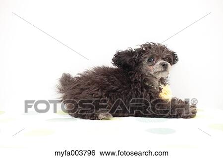 Toy Poodle View Large Photo Image Stock Photograph - Toy Poodle. Fotosearch