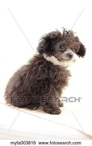 Stock Photograph - Toy Poodle. Fotosearch