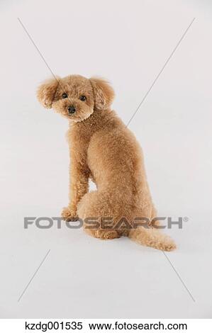 Stock Photography - Toy poodle. Fotosearch