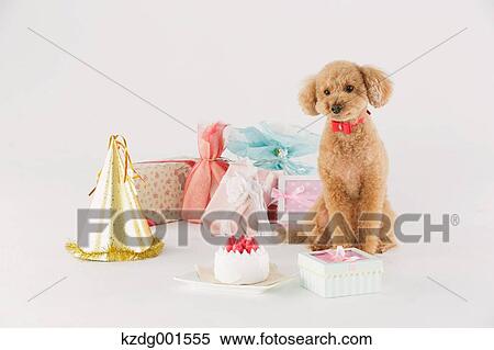 Toy poodle View Large Photo Image Stock Photography - Toy poodle. Fotosearch