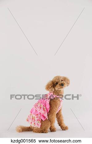 Stock Photography - Toy poodle. Fotosearch