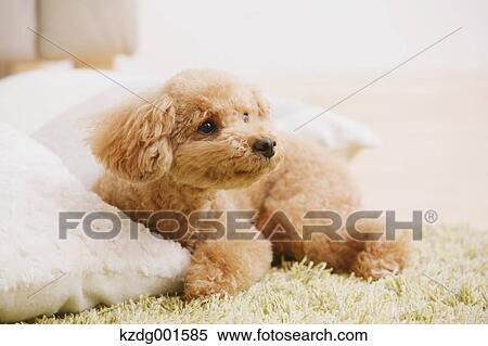 Stock Photography - Toy poodle. Fotosearch