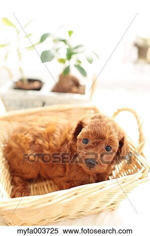 Stock Photography - Toy Poodle. Fotosearch