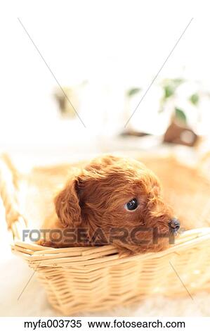 Toy Poodle View Large Photo Image Stock Photography - Toy Poodle. Fotosearch