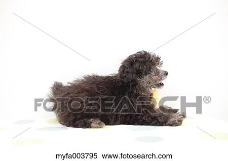 Toy Poodle View Large Photo Image Stock Photography - Toy Poodle. Fotosearch