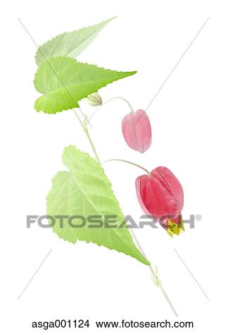 Trailing Abutilon View Large Photo Image Picture - Trailing Abutilon. Fotosearch