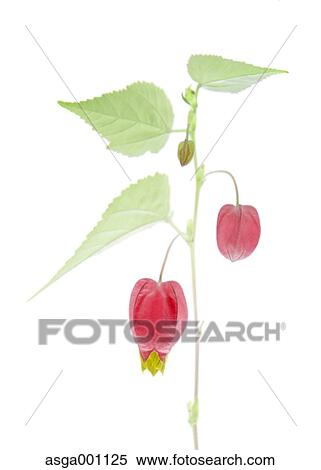 Stock Photography - Trailing Abutilon. Fotosearch