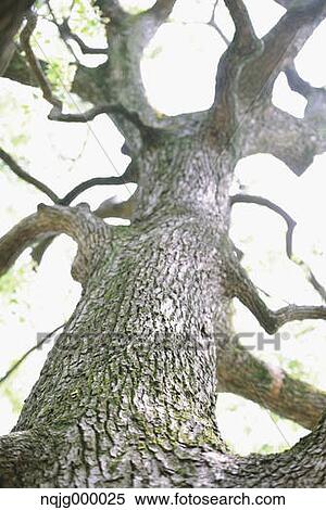 Stock Photography - Tree in a park. Fotosearch