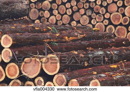 Tree logs View Large Photo Image Stock Image - Tree logs. Fotosearch