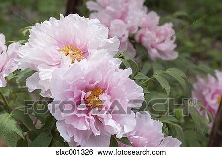 Tree Peony View Large Photo Image Stock Photograph - Tree Peony. Fotosearch