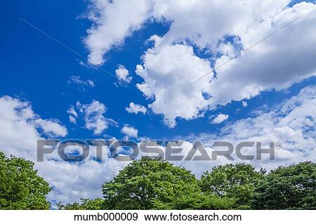 Trees And Sky View Large Photo Image Stock Photo - Trees And Sky. Fotosearch