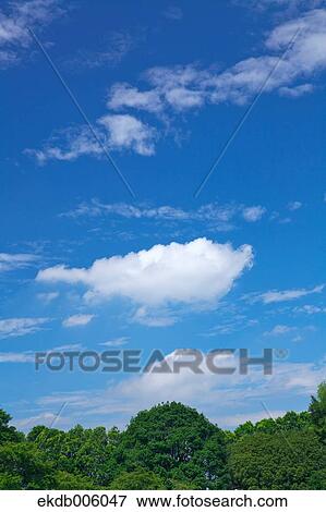 Trees and sky with clouds View Large Photo Image Stock Photo - Trees and sky with clouds. Fotosearch