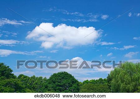 Trees and sky with clouds View Large Photo Image Stock Photo - Trees and sky with clouds. Fotosearch
